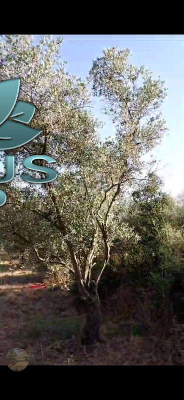 SELCUK HAVUT&Ccedil;ULU DA SATILIK ZEYTINLIK